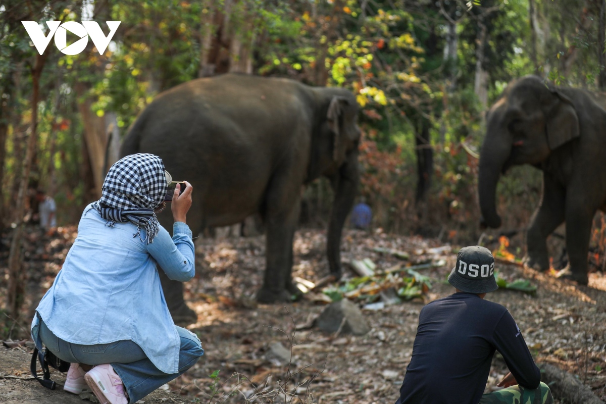 Elephant tour of Yok Don National Park