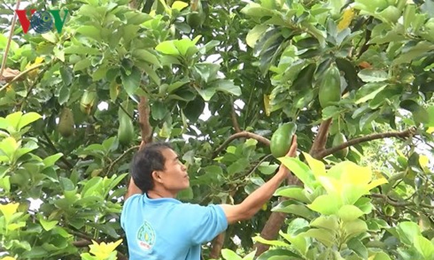 Farmer pioneers intercrop model