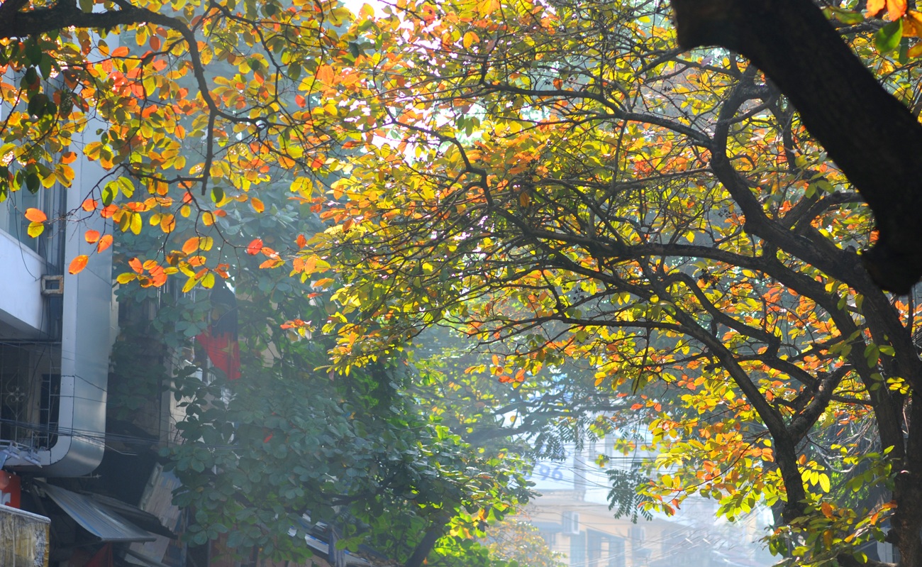 Autumn in Hanoi