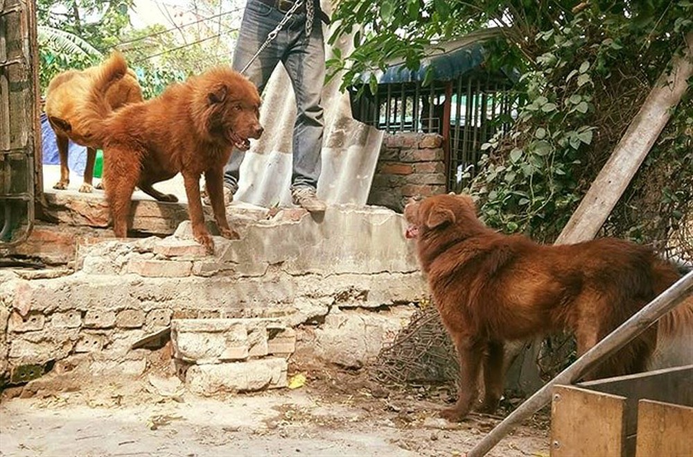 Вьетнамский хмонг собака фото