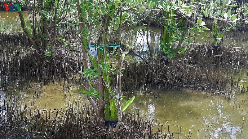 Pola  Pohon  Buah  Naga  Memeluk Pohon  Api Api  yang Khas 