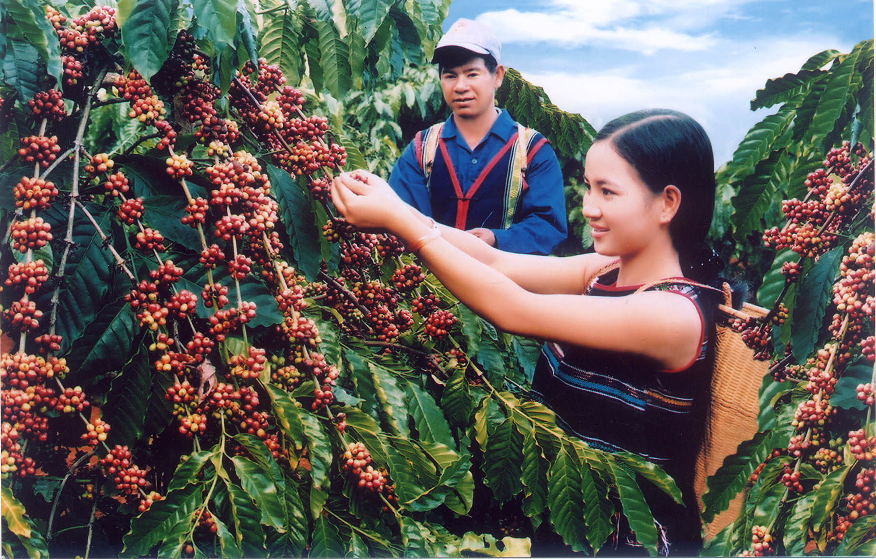 Buon Ma Thuot, the capital of coffee - ảnh 2