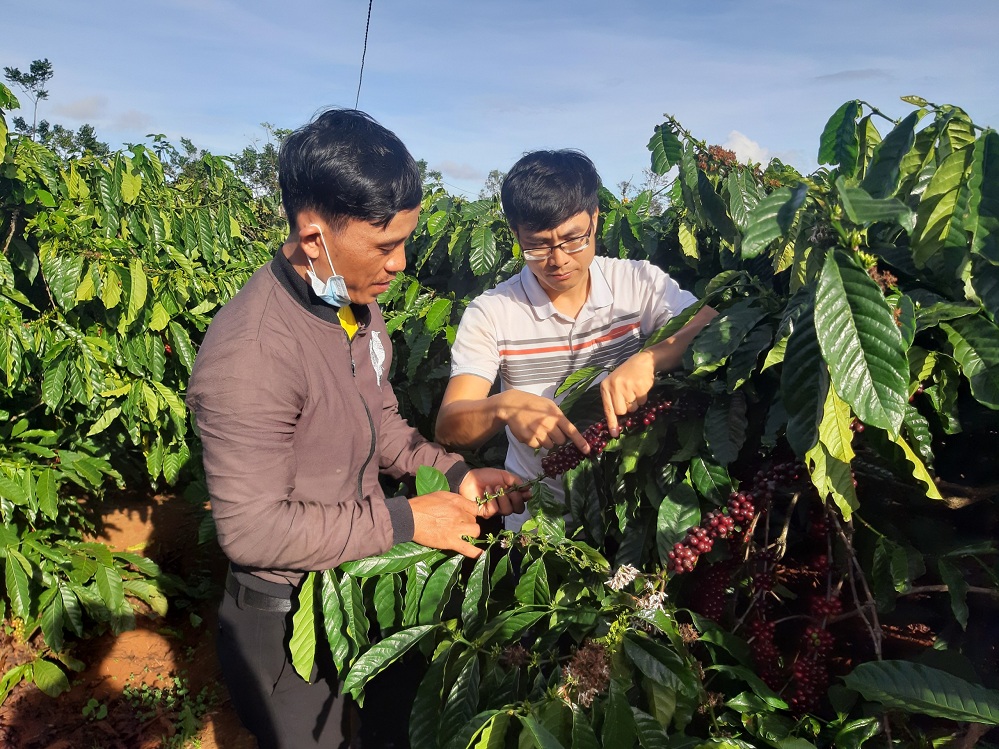 Sustainable farming method helps raise Bahnar ethnic farmers’ coffee to