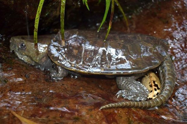 Rare turtles found in Vietnam’s Pu Hu nature reserve